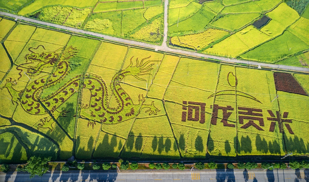 宁化河龙乡是河龙贡米的产地