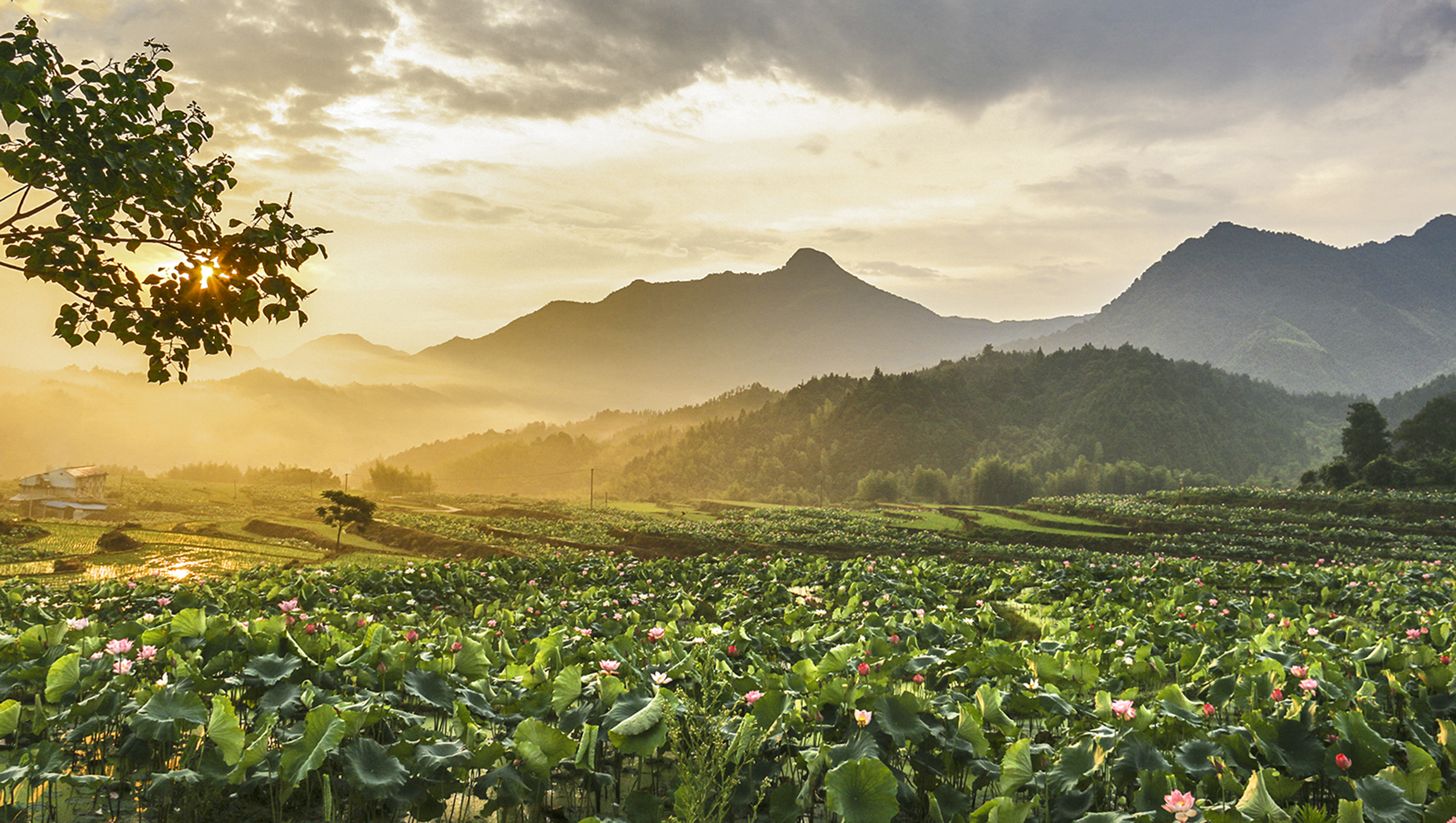 建宁,种荷花已成为当地重要的产业