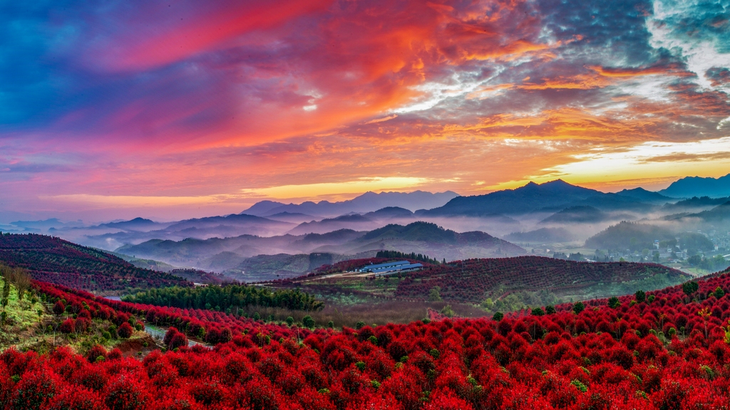 红叶石楠映朝霞