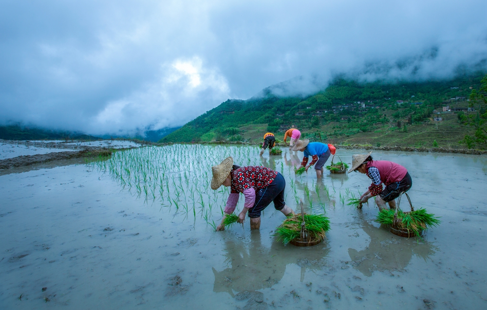 梯田插秧季(组图)