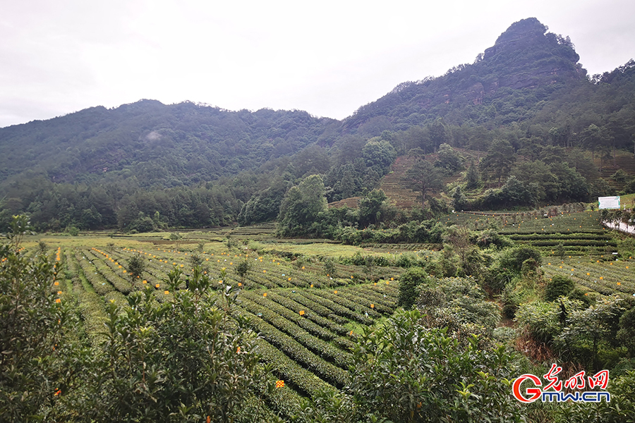 Ecological tea orchard helps increase farmers' income in SE China's Fujian Province