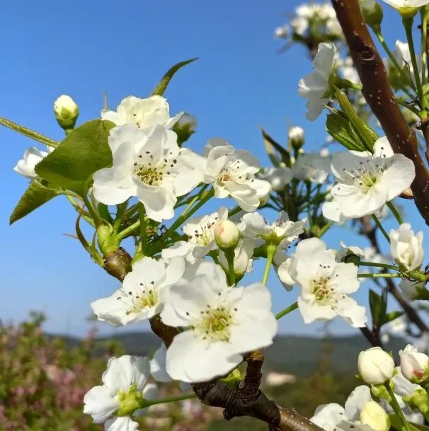 dfc164cc0f36d0c50955fa794268536b.jpg dfc164cc0f36d0c50955fa794268536b.jpg