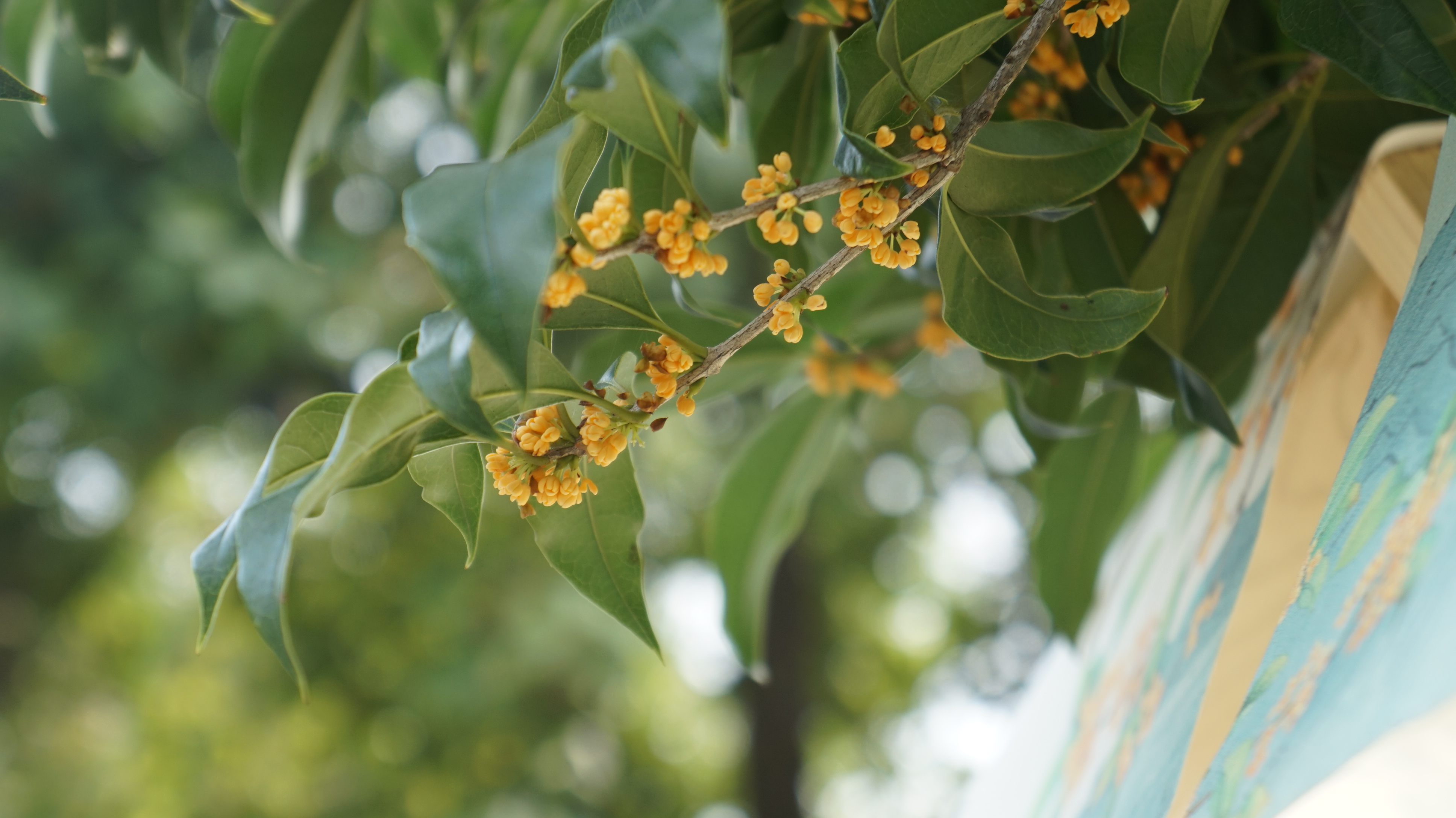 桂花价格查询桂花价格