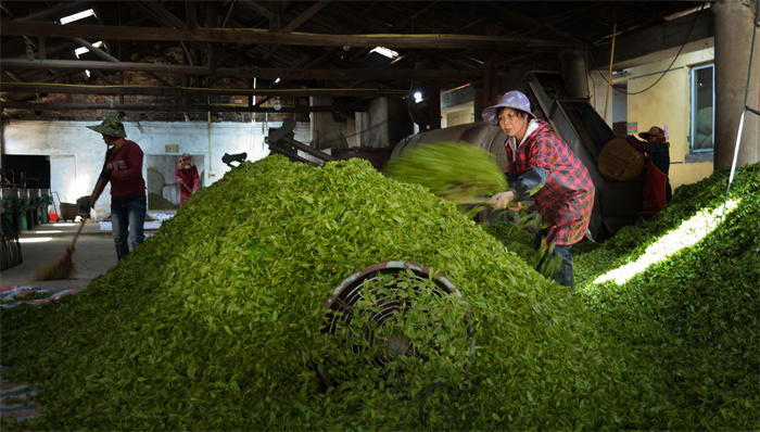 农家制茶(组图1)2018.3.31连江县长龙镇 响应国家振兴乡村的号召,长龙镇茶农在保留传统制茶工艺的同时,又大力改进有机茶叶的生产方式,有效提高工作效率。图为茶工在翻晾新鲜茶叶.jpg