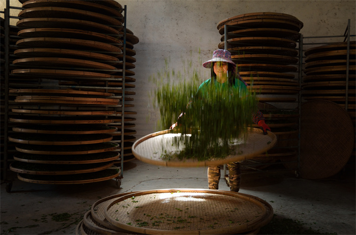 农家制茶(组图2)2018.3.31连江县长龙镇 茶农正在细心翻筛茶叶.jpg