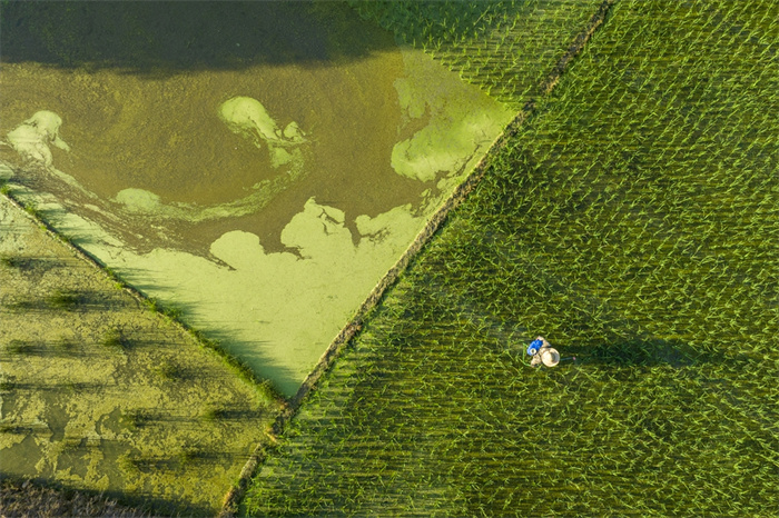 《稻田画）摄于南平市建阳区 吴大灼18159900185.jpg