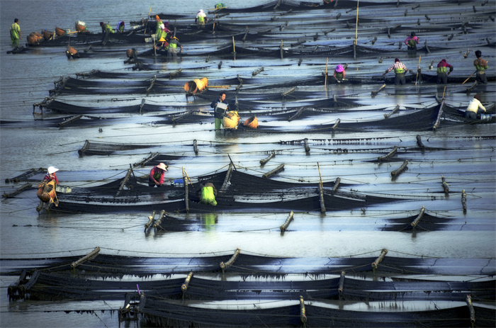3《乡村振兴 紫菜养殖》+王雪玉摄+福建莆田北岸蒋山村+13799678618.jpg 3《乡村振兴 紫菜养殖》+王雪玉摄+福建莆田北岸蒋山村+13799678618.jpg