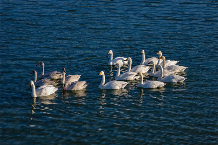 288.《野生白天鹅南迁途中在南平落脚》,陈琦辉摄,13860060015.jpg 288.《野生白天鹅南迁途中在南平落脚》,陈琦辉摄,13860060015.jpg