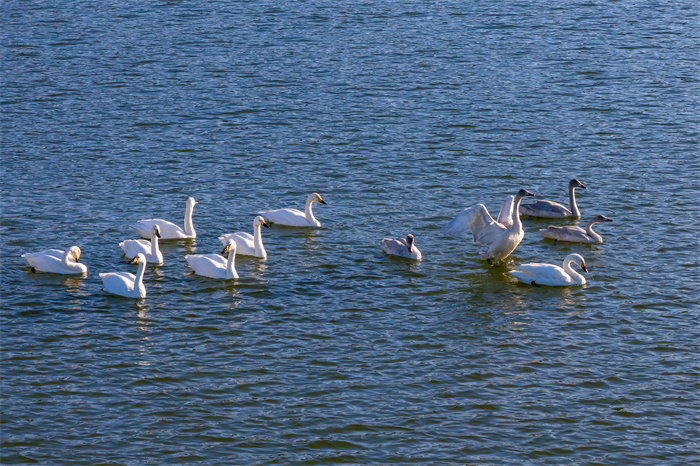 289.《野生白天鹅重返南平》,陈琦辉摄,13860060015.jpg 289.《野生白天鹅重返南平》,陈琦辉摄,13860060015.jpg