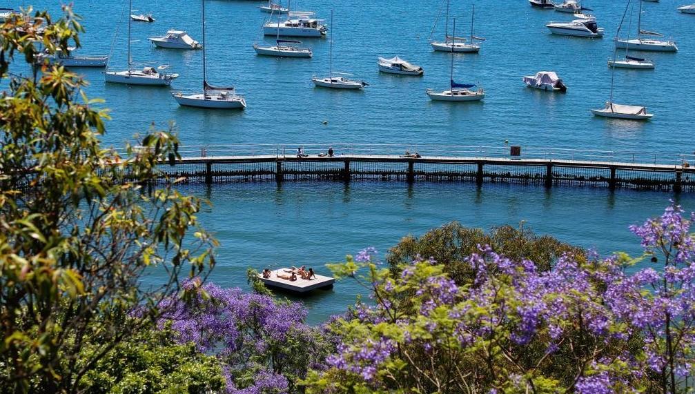 悉尼：蓝花楹盛开