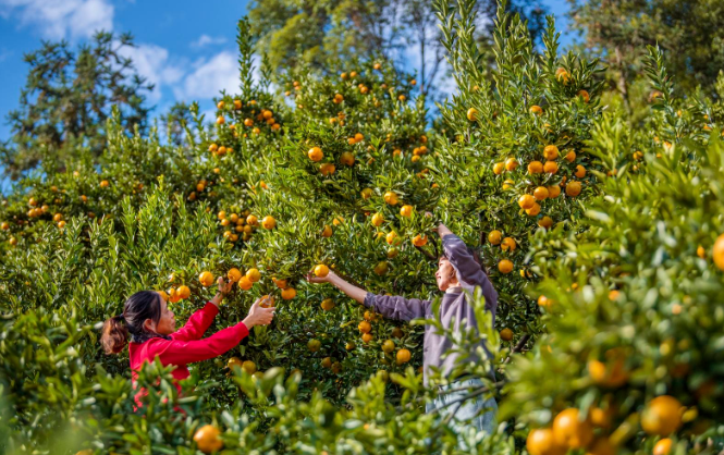 深读丨最是橙黄橘绿时！永春县芦柑产业如何振兴？