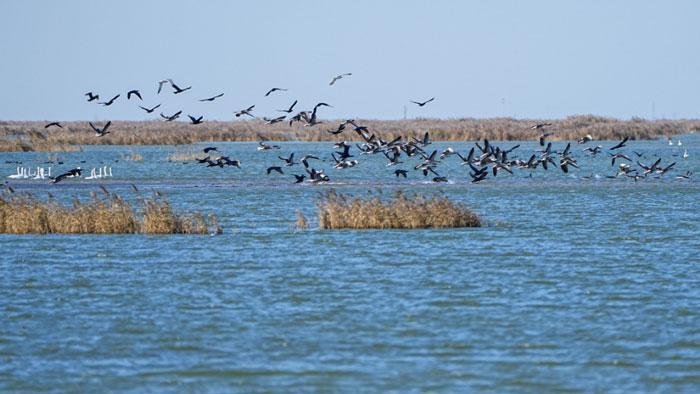 中國之城丨山東東營：河海交匯的濕地之城