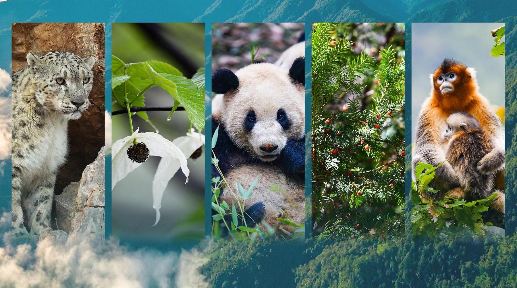 海報丨那些被大熊貓“傘護”的伙伴們