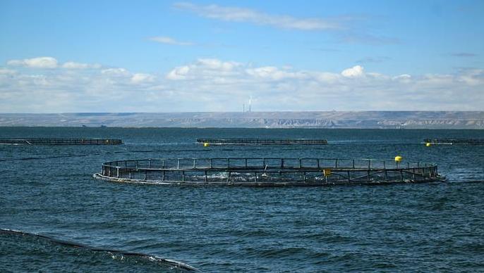 四中全会精神在基层丨青海冷水鱼“游”向餐桌