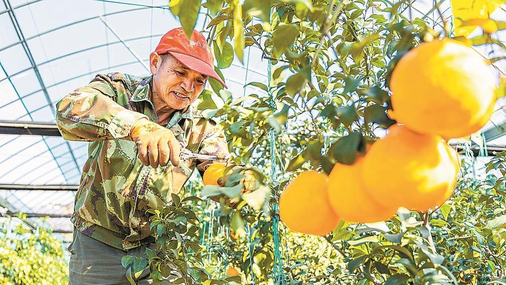 南平市松溪县：闽台农业融合示范基地迎来丰收季