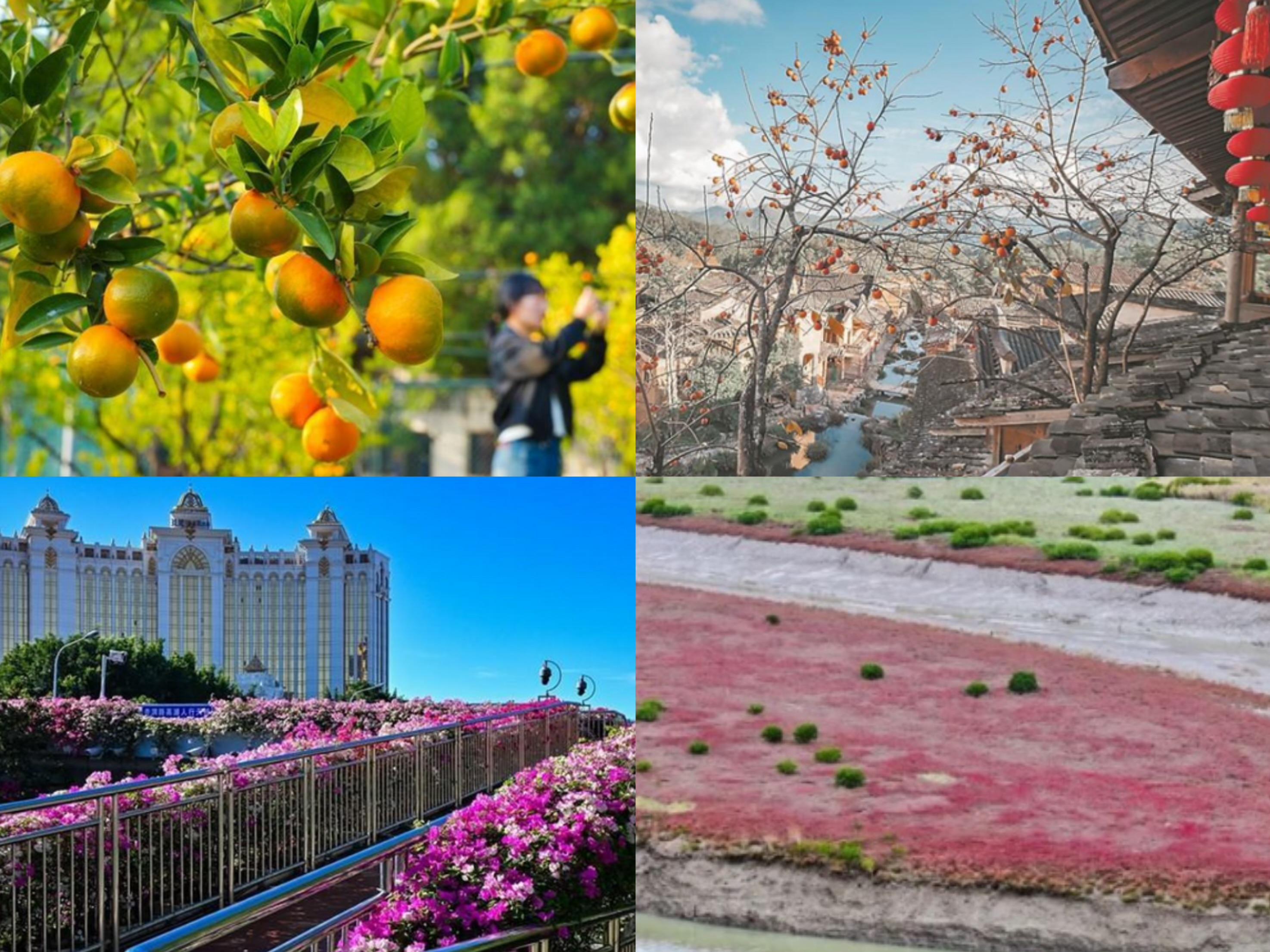 冬日福建“别样红”