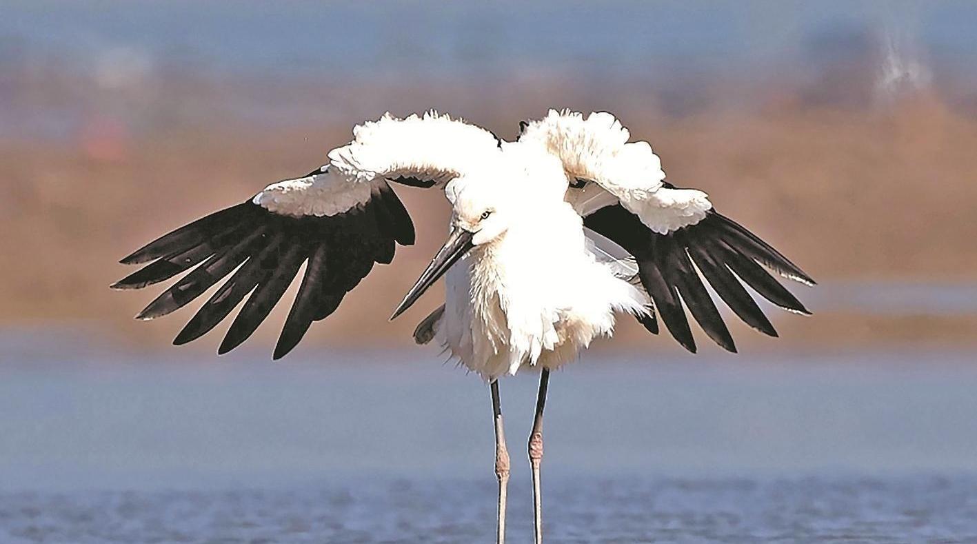 国家一级保护动物 东方白鹳再访泉州