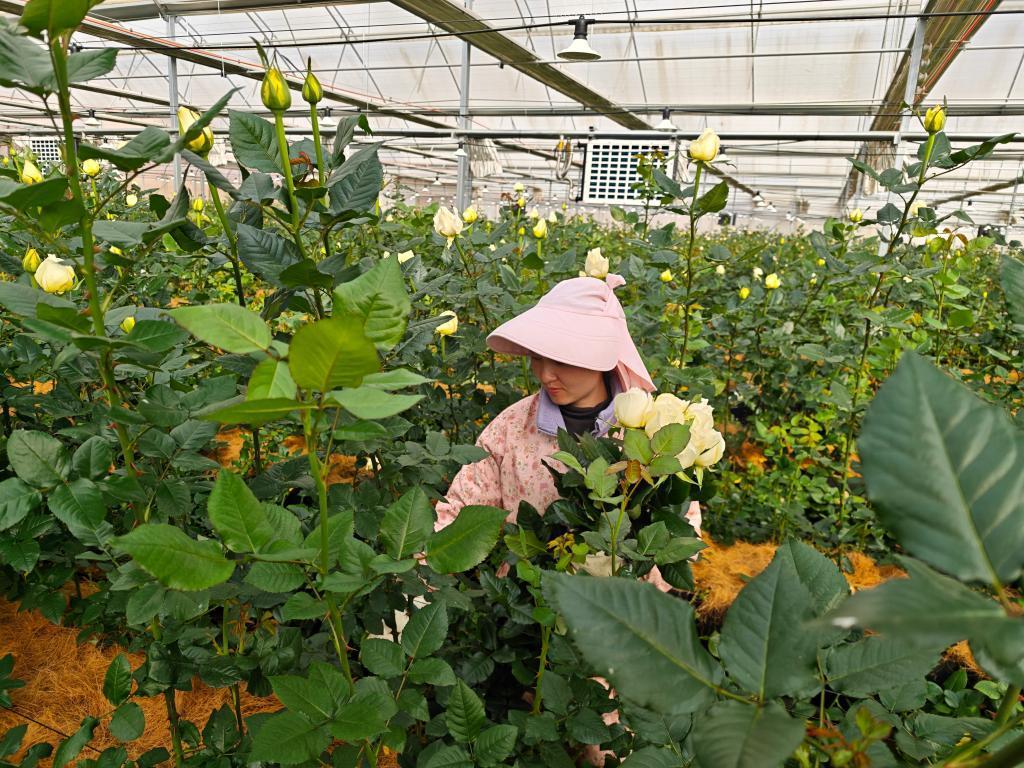 �������³̡���2026���һ����Ͷ��߼�Ӱ