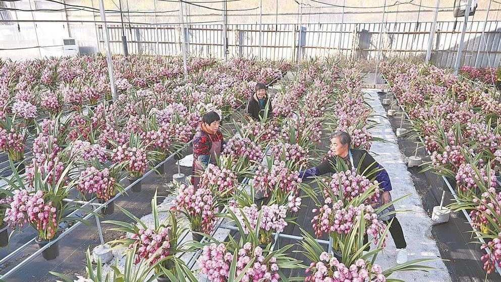 ����������������æ