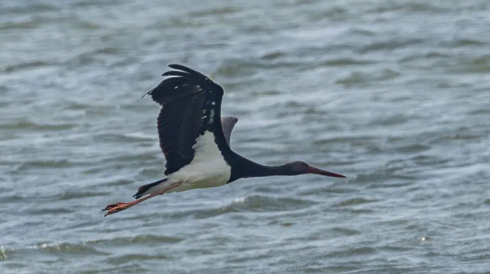 ��һ�����д���è������������ȫ����������2000ֻ