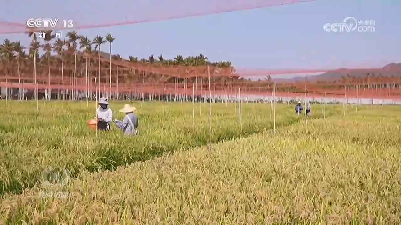 焦点访谈｜科技赋能希望的田野共绘丰收好图景(图3)