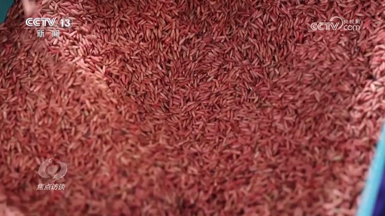 焦点访谈｜科技赋能希望的田野共绘丰收好图景(图5)