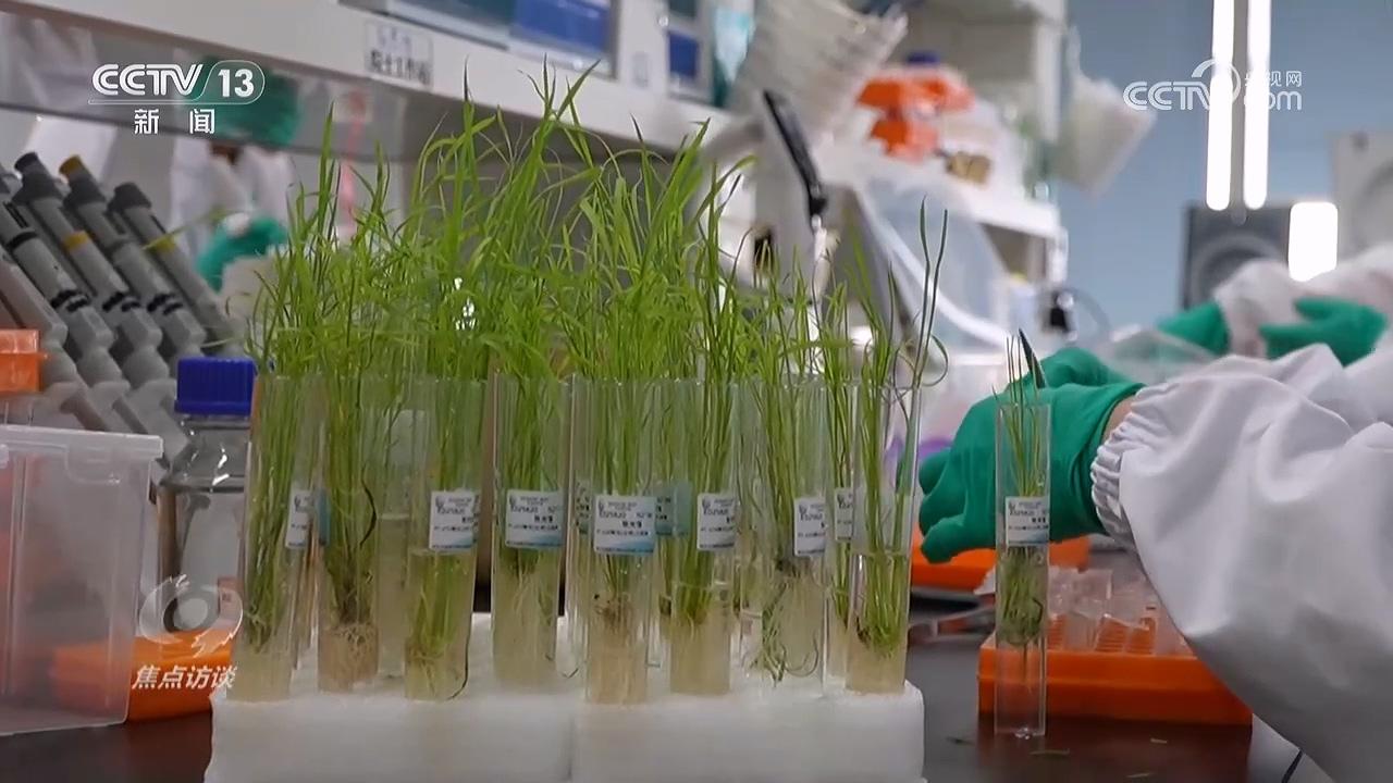 焦点访谈｜科技赋能希望的田野共绘丰收好图景(图4)