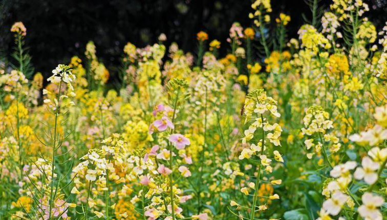 ���紺����С�ƻ������ڸ���Ϊ�Ρ�ʧ�顱��ר�ҽ���