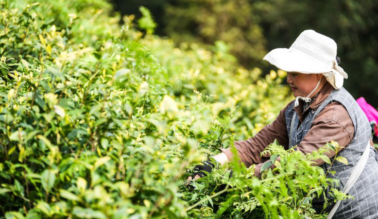 ������֦����ǰ�����ժæ