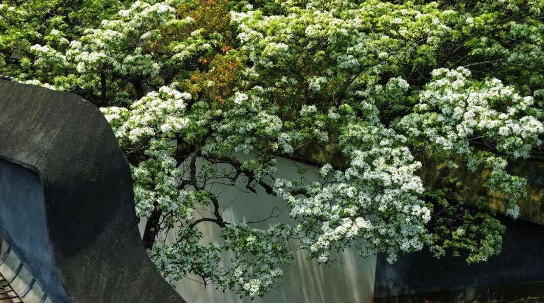 ����������ѩ�����ˣ����ݰ������տ��ţ�