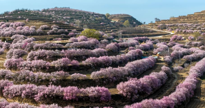 ���Ĺ�ԭ�����ﻨ�� ���Ż�����ԭ