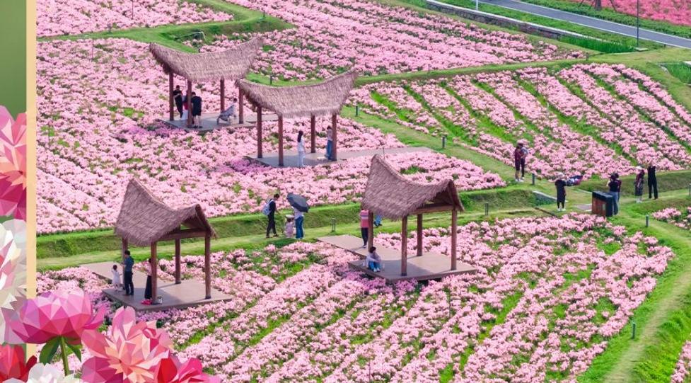 ����ح�����ƽ�������