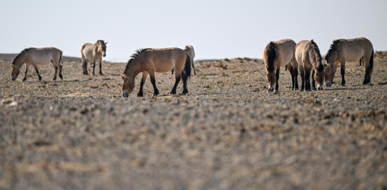 �½�Ұ���Ź�30ƥ����Ұ�� Ұ����Ⱥ�����³�Ա