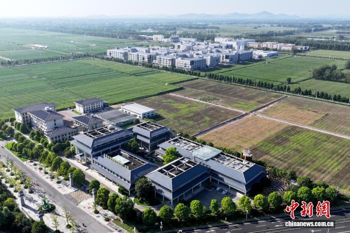 开局之年看中国·日新江淮丨种业“芯”动在黄淮海平原拔节生长(图1)