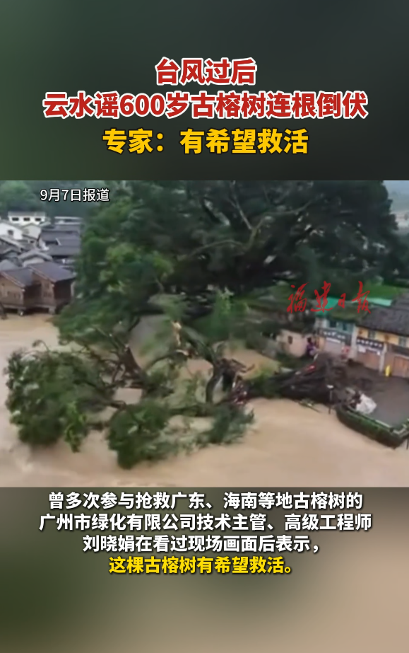 台风过后云水谣600岁古榕树连根倒伏，专家：有希望救活