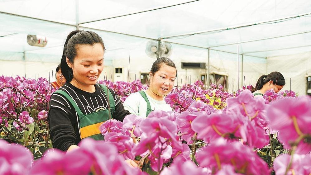 龙岩市龙潭镇：数千株蝴蝶兰竞相绽放