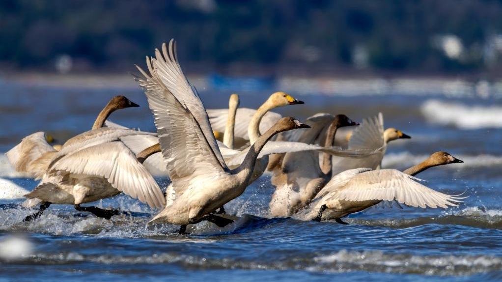 小天鹅福州闽江河口湿地越冬