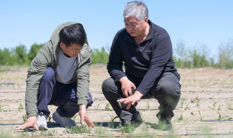 跨越山河的生态守护：中国智慧点亮咸海绿色转机
